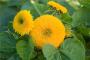Seminte profesionale  Helianthus annus - Floarea Soarelui pitica - imagine 49349